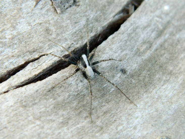 Lycosidae: Pardosa cfr. lugubris - Viadana (MN)